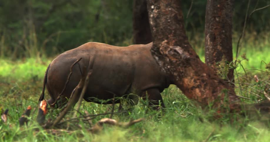 A rhinoceros walks through a clearing in the wilderness during the day