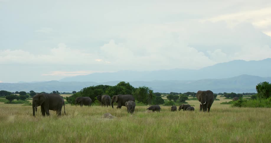 Elephant herd moves over field under cloudy sky
