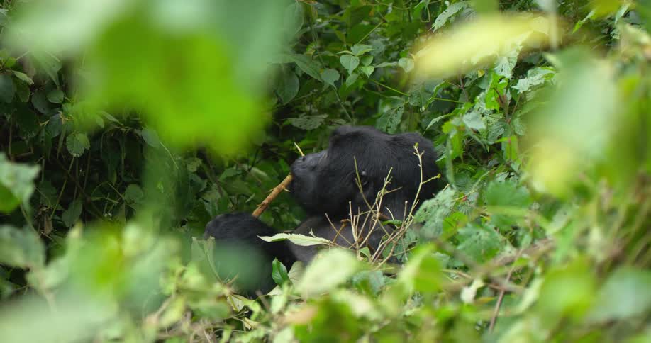 A gorilla sits eating a bamboo branch in the forest