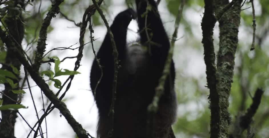 Monkey eating leaves in a tree in the wild