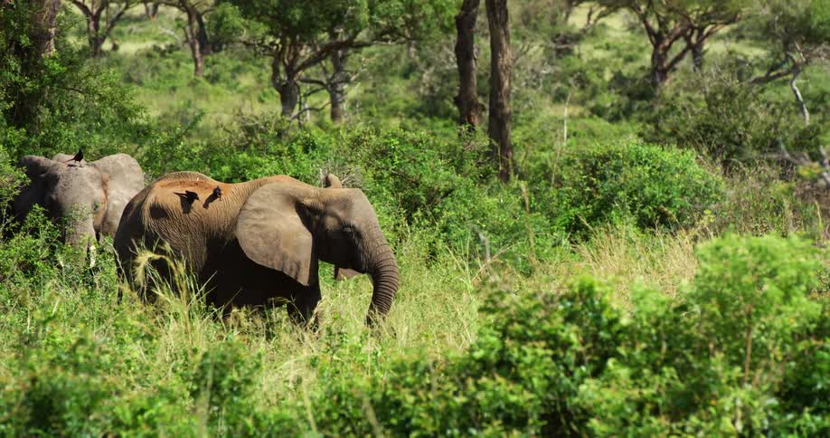 Elephants walking through grasslands with birds on their backs