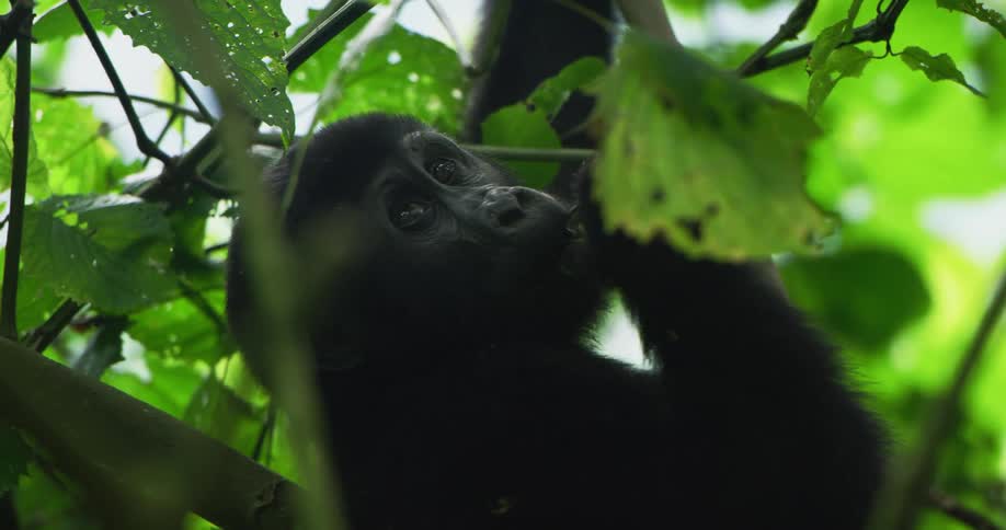 Baby gorilla eats green leaves in the tree