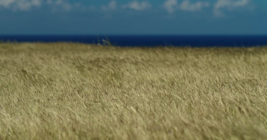 Waves of wind blow through long golden grass on oceanside plain