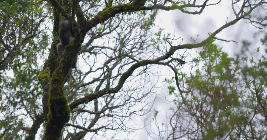 A monkey climbing around in a tree