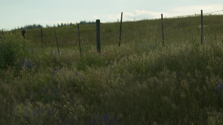 Fence encloses pasture under a cloudy sky