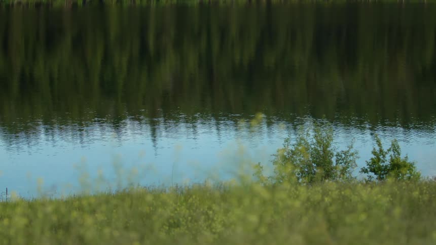 Water reflecting trees and grass