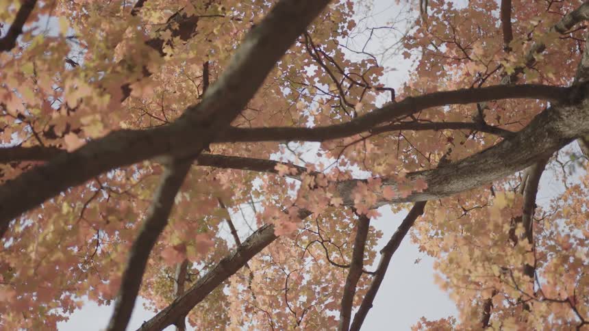 An orange leaved tree during the day