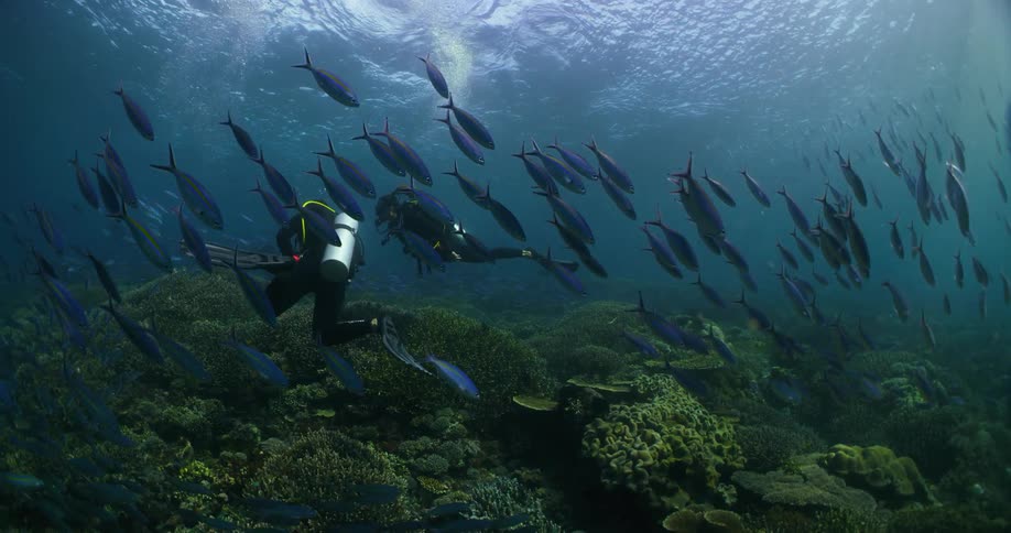 Two scuba divers together in shallow water close to ocean floor exploring green coral reef with a school of blue fish swimming around them