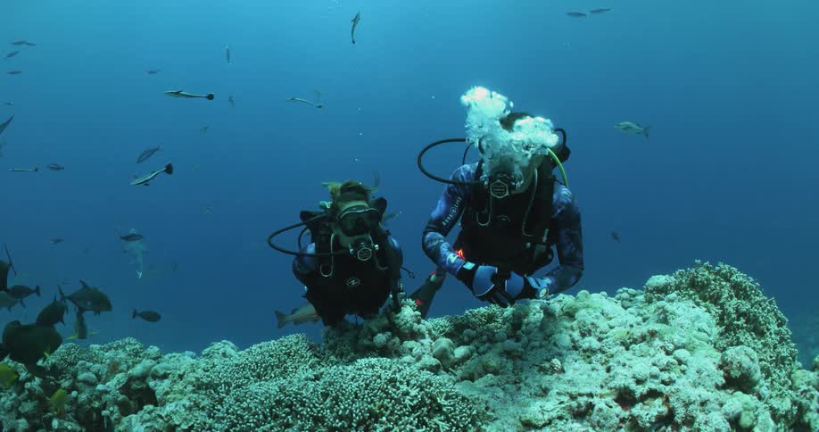 Two scuba drivers are swimming among fish over vegetation along the seabed