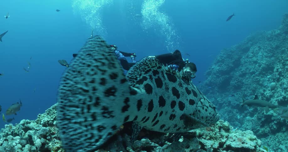 Two scuba divers hover over reef in murky water as sharks and other fish swim in area around them