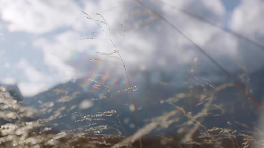 Swiss Serenade: Dandelion in the Wind Amidst Scenic Field
