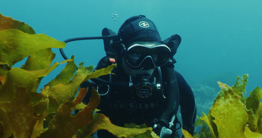 Scuba diver hovers in murky water near vivid greed kelp