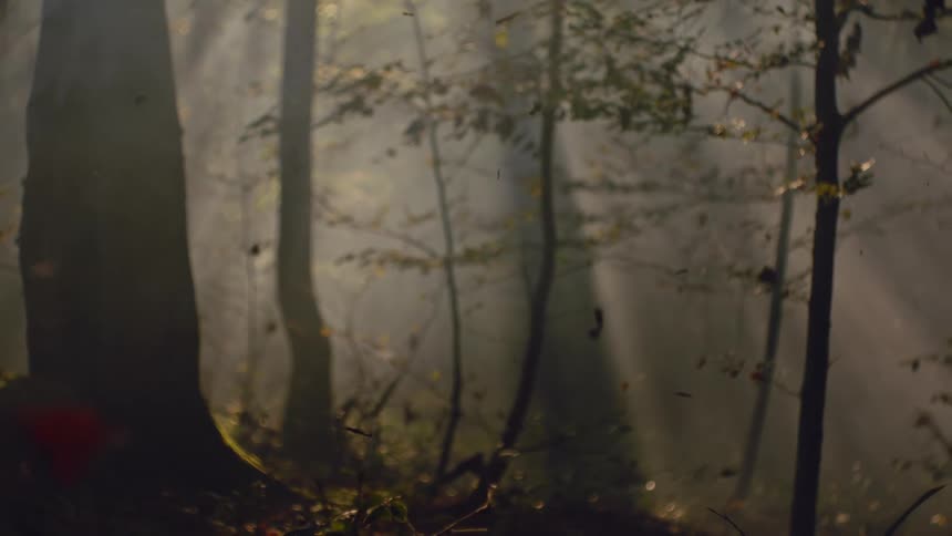 Enchanting Woodland: Sunlit Leaves Falling Through Fog in the Forest