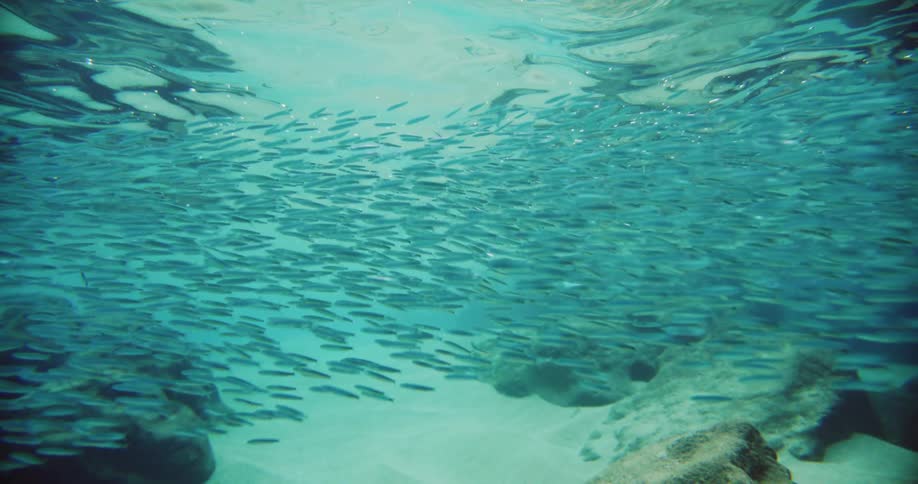 A large school of fish swim just beneath the surface of a body of water