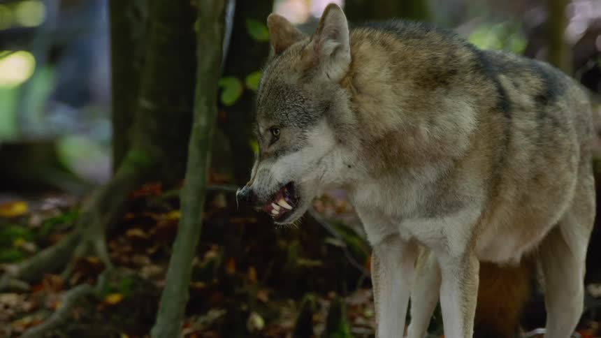 Majestic Encounter: Close-Up View of a Wolf in the Woods