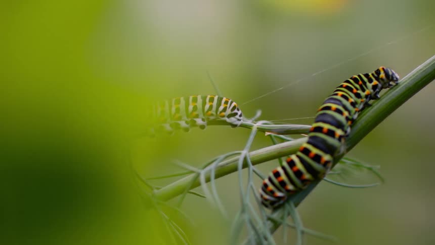 Vibrant Encounter: Extreme Close-up of Colorful Caterpillars on Plant Branch