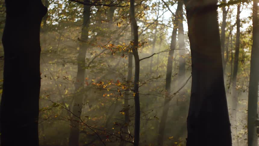 Graceful Dance: Slow Motion View of Leaves Falling Off Trees in a Forest