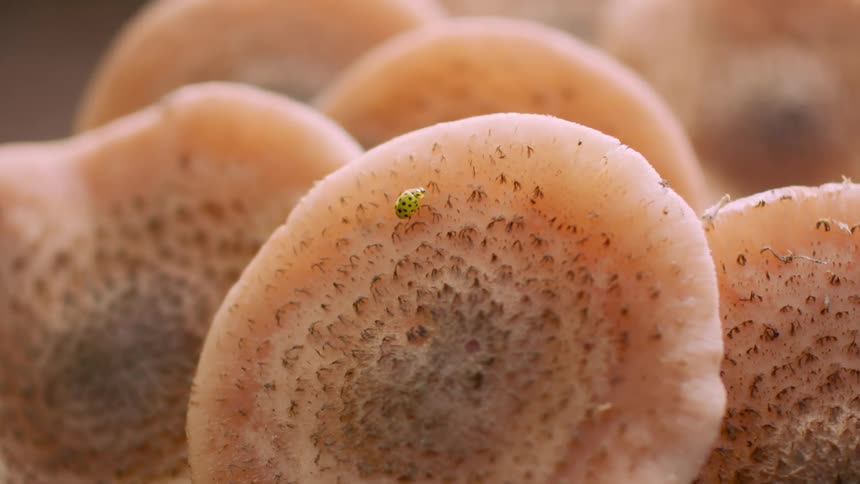 Unusual Encounter: Yellow Ladybug Crawling on Unique Pizza Dough-Like Flowers