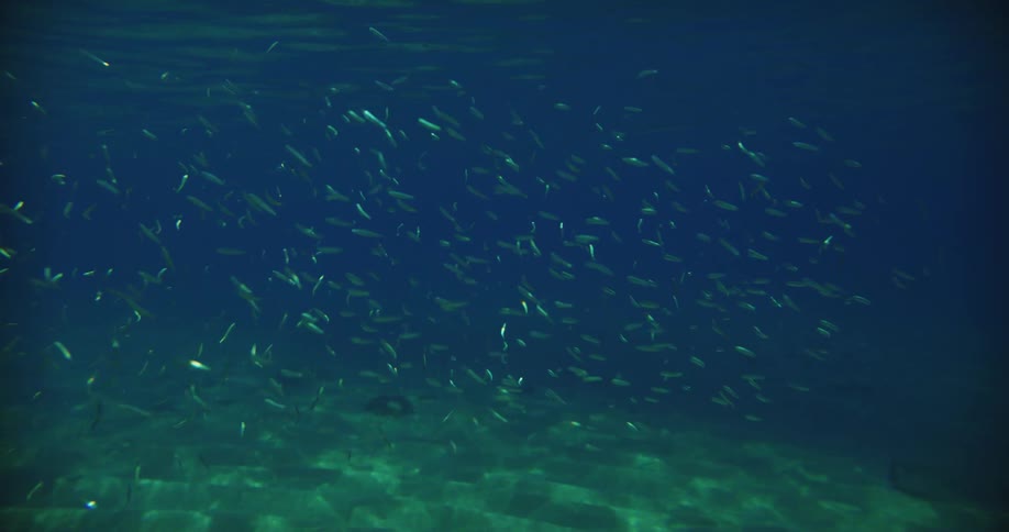A school of fish