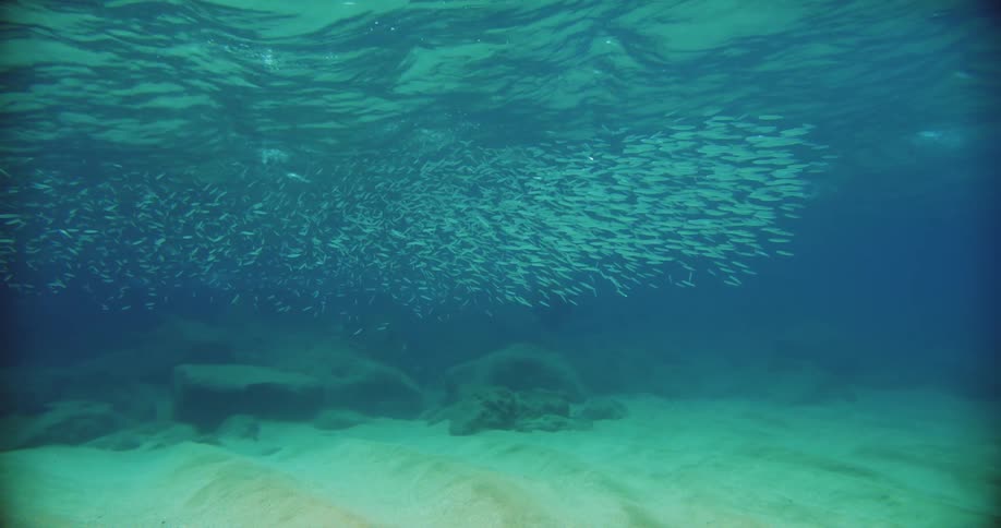 A large school of fish are filmed underwater swimming together in a beautiful blue ocean