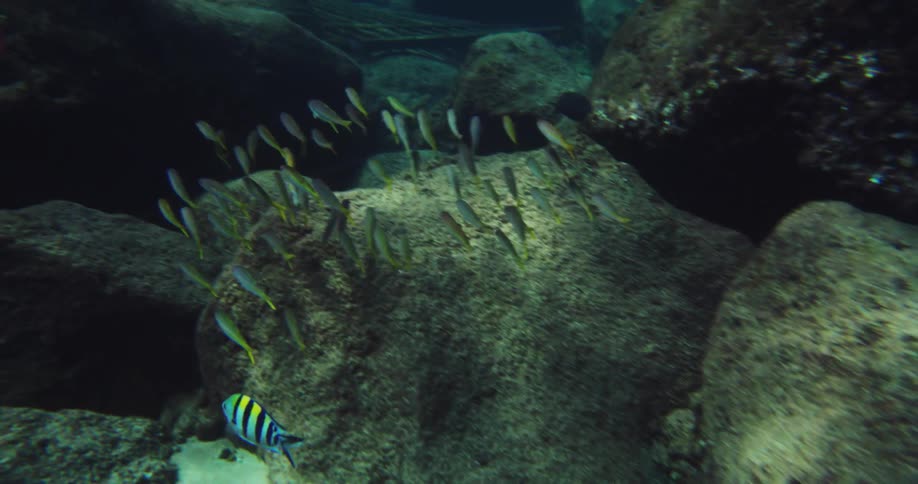 Underwater footage of colorful tropical fish swimming over the rocks at the bottom of the ocean