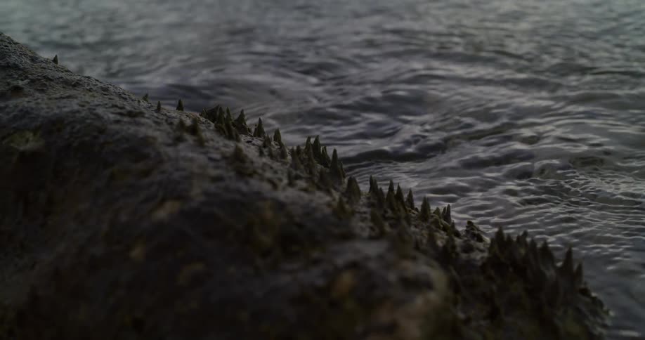 Waves crash onto the shore below a tree covered hill