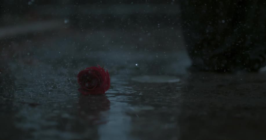 A single rose falls on the ground as the rain pours