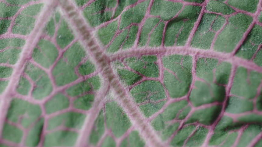 Veins in a leaf