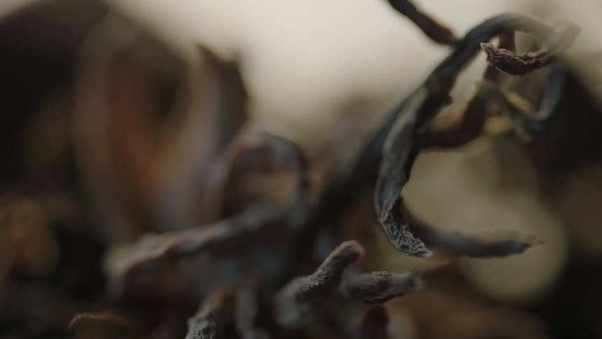 A dead, curving vine