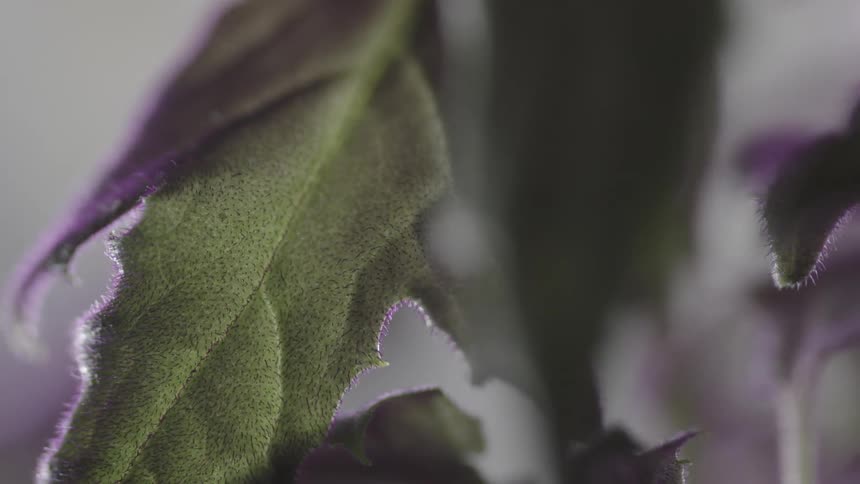 Green leaves have a light on them