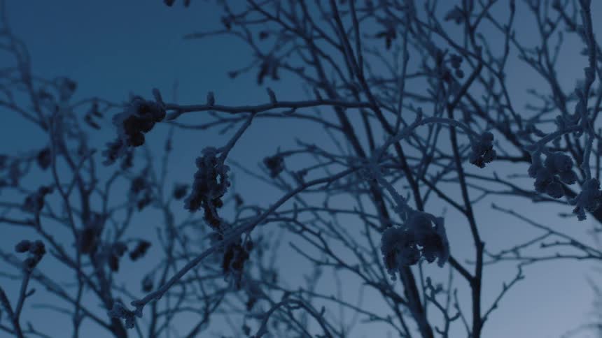 Branches are covered with snow