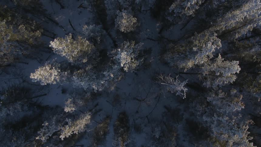 Trees stand in a snowy forest