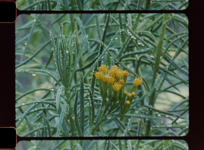 Yellow flowers starting to blossom as rain drops on them