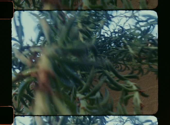 Plant with small succulent leaves trembles above bare ground