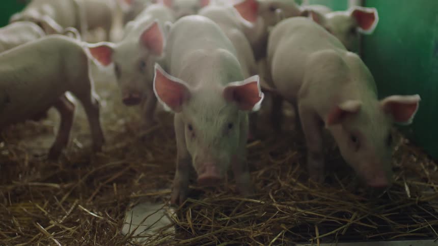 Many piglets in a room walking on hay