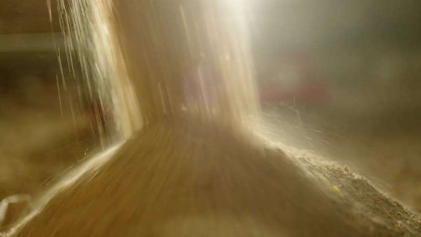 Grain pours onto a pile