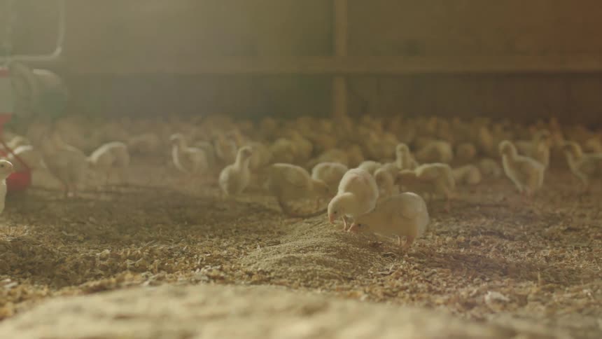 Baby chicks in a barn with feed on the ground