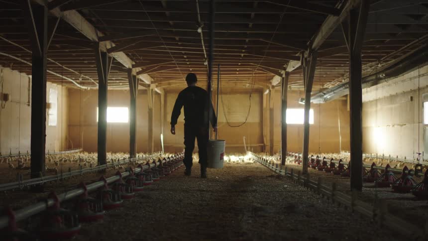 Man carries bucket down central aisle between areas for poultry