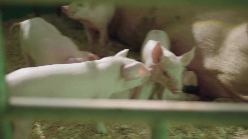 Pig nurses piglets