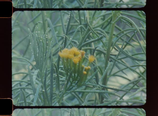 Yellow flower sprouts being sprayed with water and moving
