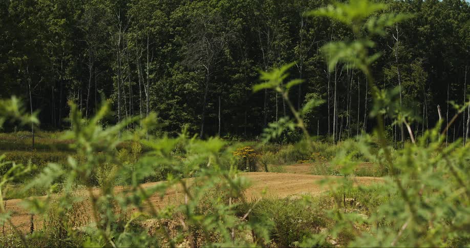 A person rides a motorbike through a forest