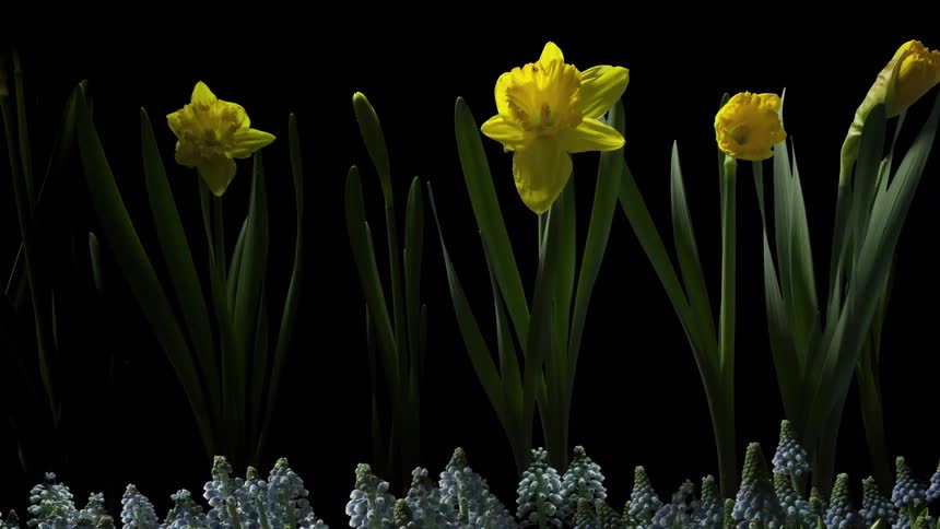 Moving timelapse shot of several types of flowers blooming