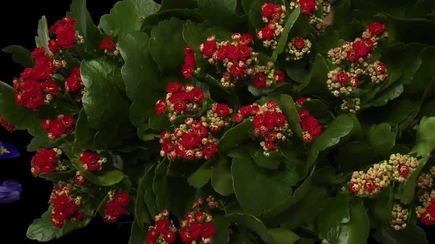 Colorful flowers bloom on plant stems