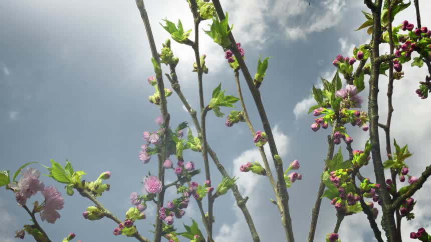 Hyperlapse of blossoming plants and trees in an urban park in spring