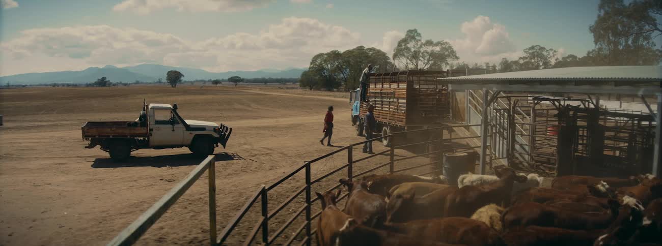 A man pulls up to the herd of cows with his truck and fights with people