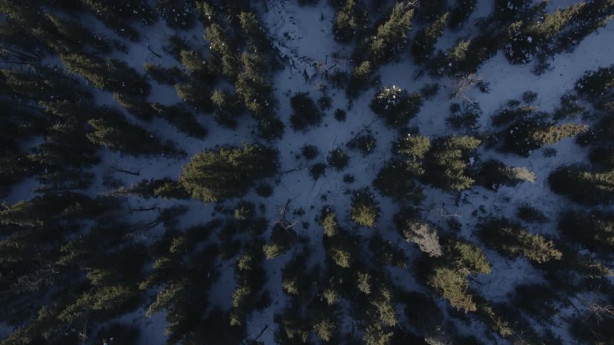The forest below has many trees