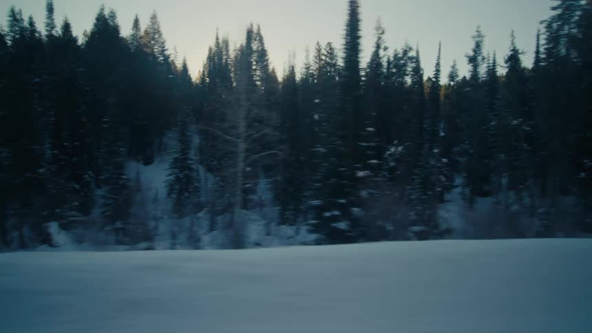 Sun shines through conifer trees in forest covered in snow