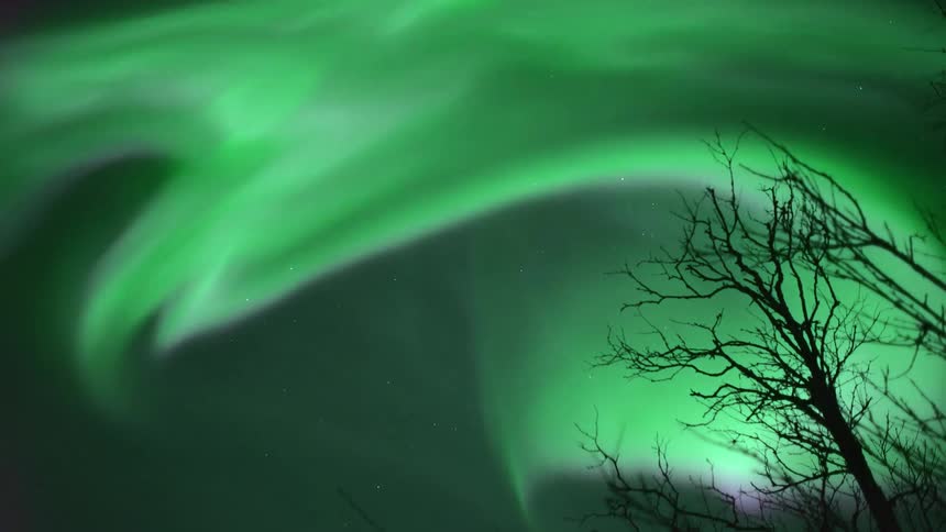 Luminescent aurora borealis waves in the night sky over silhouette of leafless tree