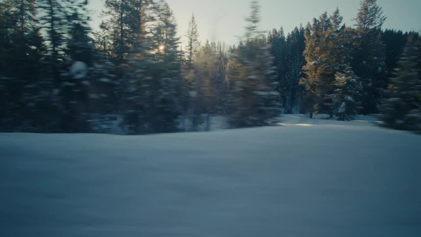 Sun glares onto snow covered conifer forest