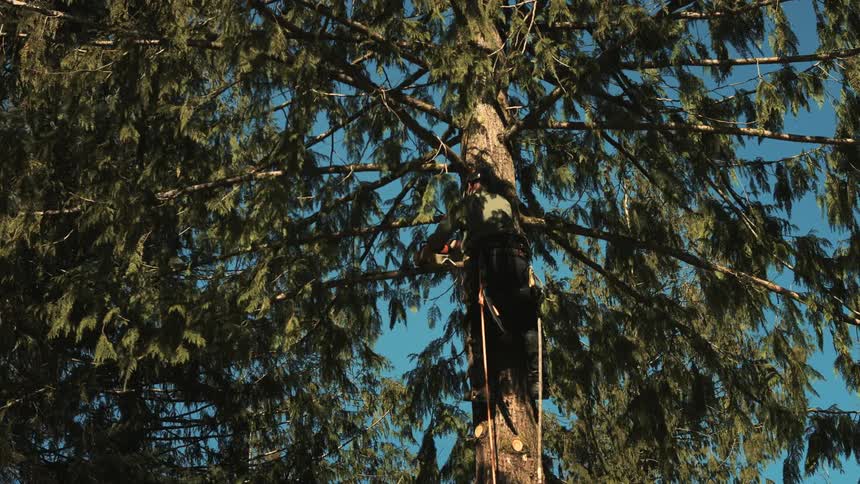 A man stands on a tall ladder to trim trees